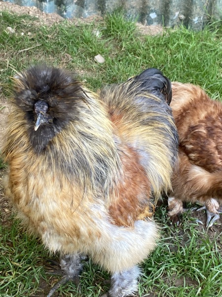 Come and tell me your dull and unexciting news 26: Calmly through the day 