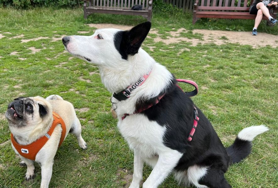 Any dog lovers here?