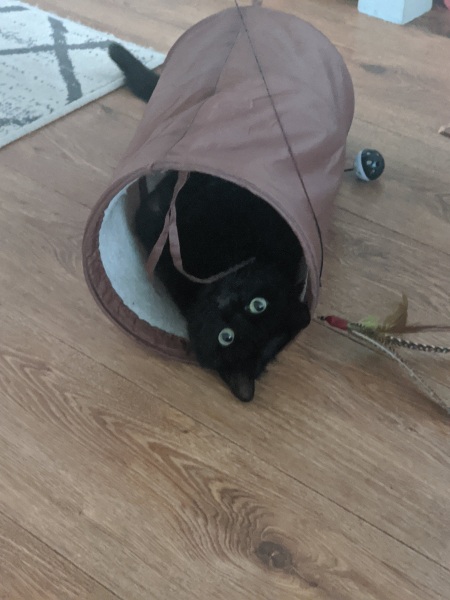 A thread for older cats 10+