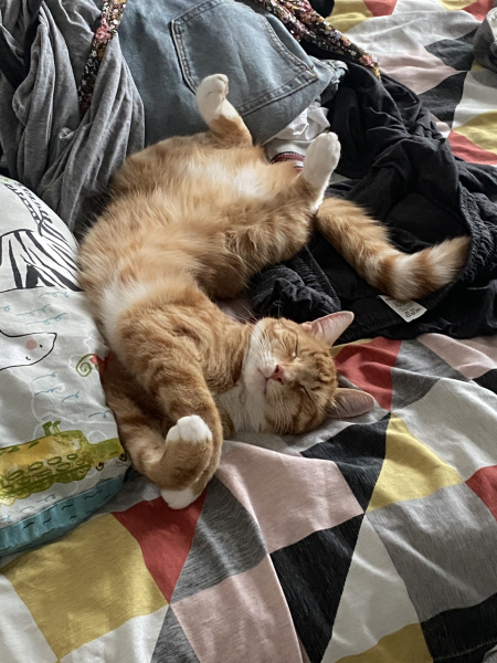 Please can I see your orange cats?