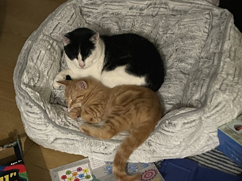 Further Adventures of the Excellent Cats