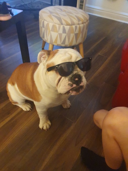To start a positive dog thread