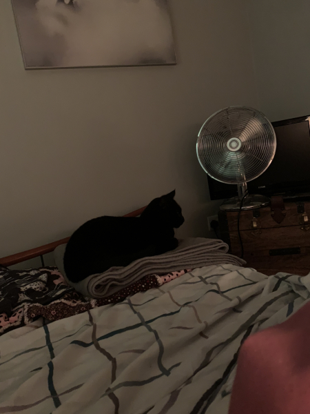 To tell my cat he is insane
