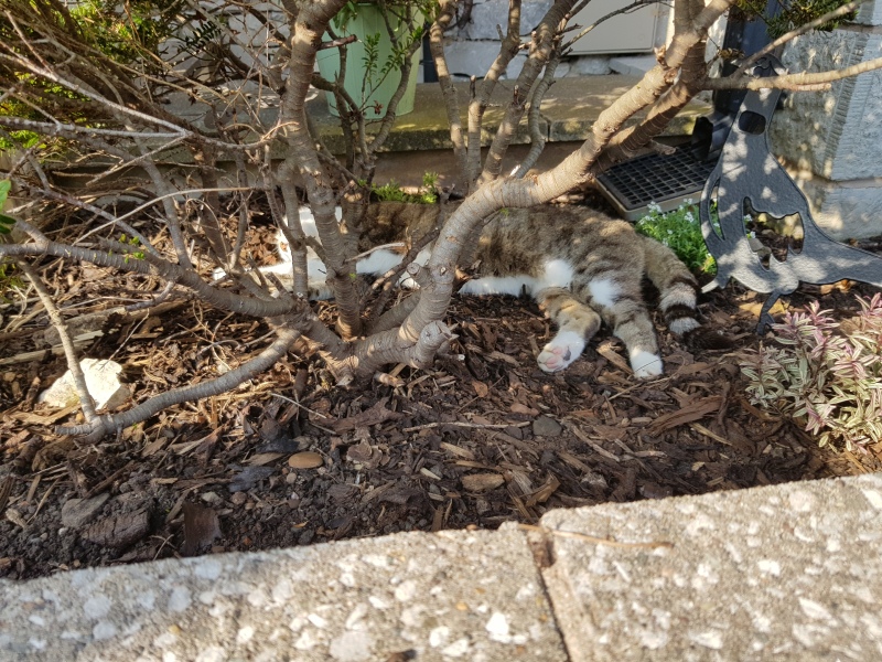 Thug cat part 5 - For he will not do destruction, if he is well-fed, neither will he spit without provocation.