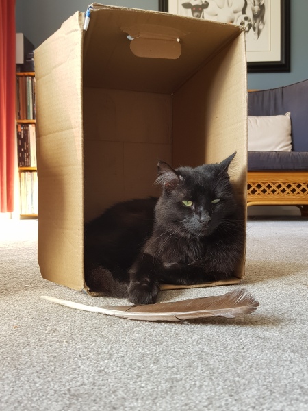 Further Adventures of the Excellent Cats