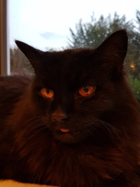 Further Adventures of the Excellent Cats