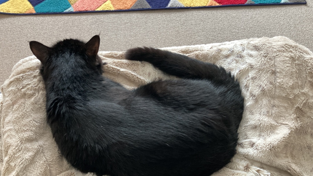 A thread for older cats 10+