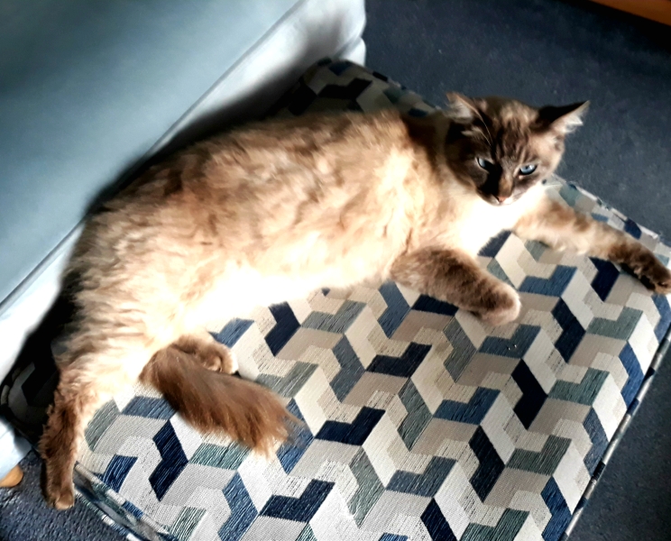 Further Adventures of the Excellent Cats
