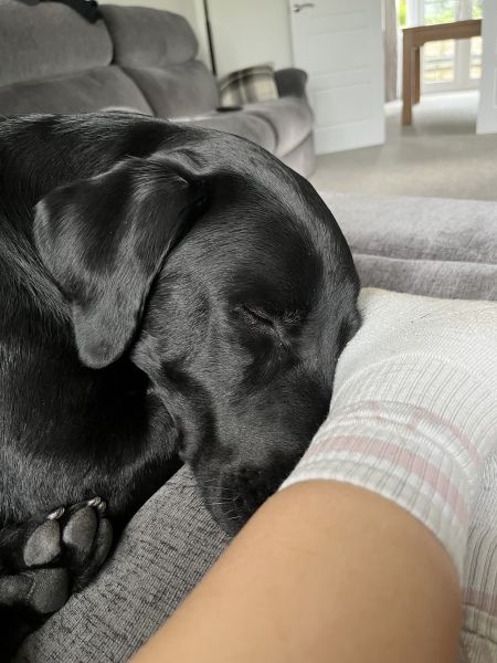 To start a positive dog thread