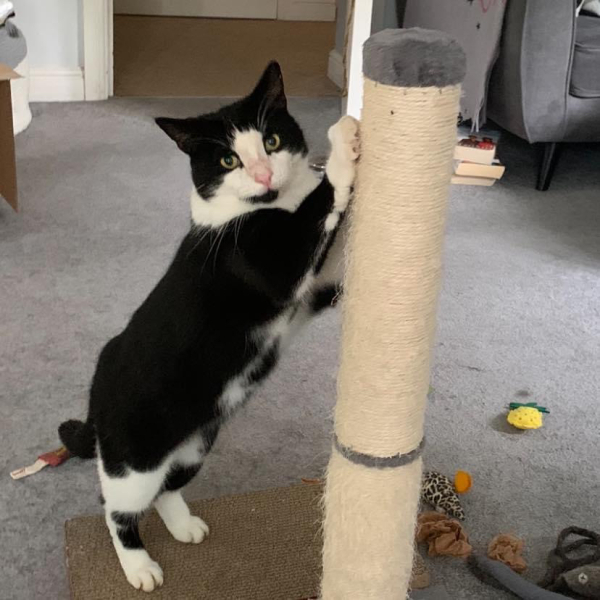AIBU to ignore this? My cat...
