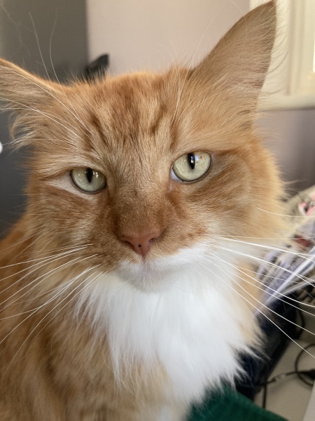 Please can I see your orange cats?