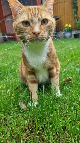 Please can I see your orange cats?
