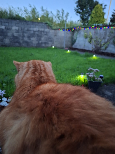 Please can I see your orange cats?