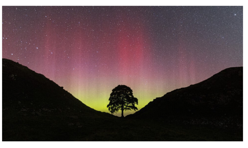 Sycamore Gap - tree has been felled!