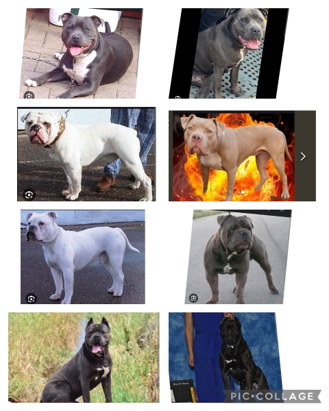 American Bully XL to be banned by end of year