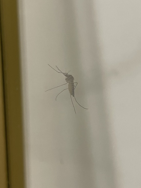 Is this a mosquito?