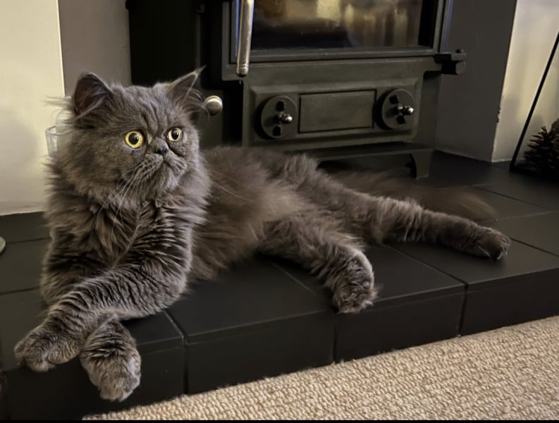Adopting a Persian