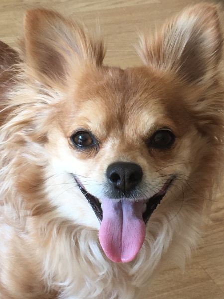 Any dog lovers here?