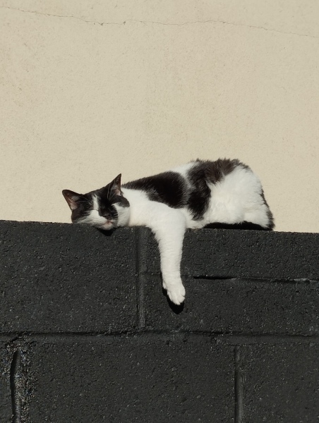 Cat pics to distract me