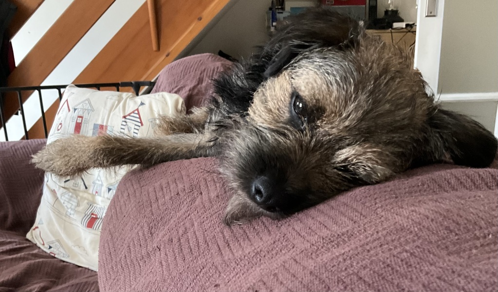 Help me find a breed for my parents?