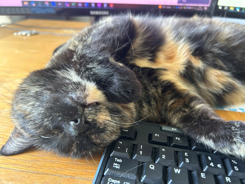 Advice please - my cat's personality has changed