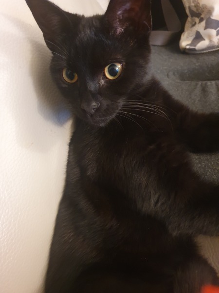 I'm in bed with COVID and utterly miserable. Can I see pics of your pets/favourite memes or favourite jokes?