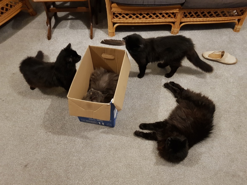 Further Adventures of the Excellent Cats