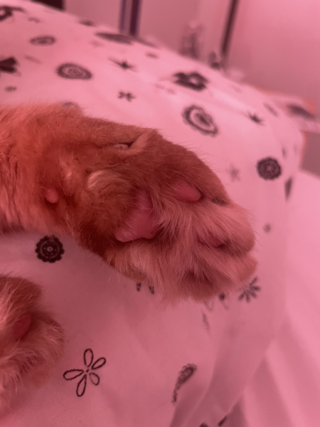 Further Adventures of the Excellent Cats