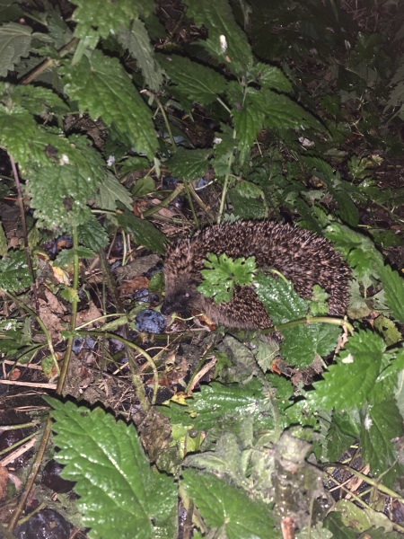 Hedgehogs