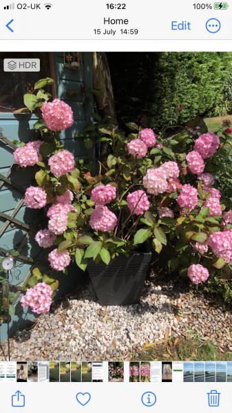 Cutting hydrangea back hard