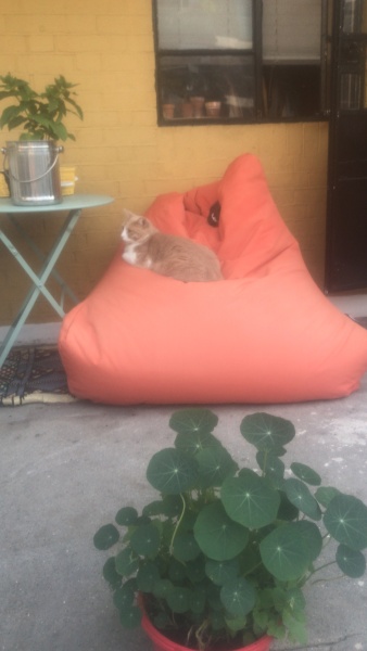 Further Adventures of the Excellent Cats