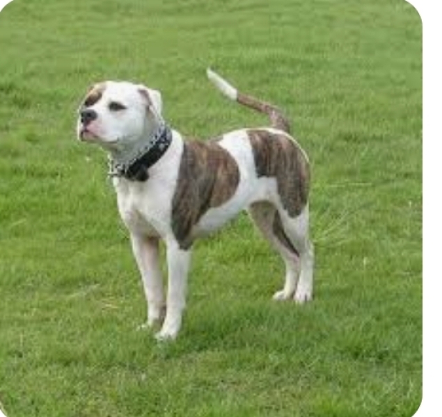 Another dog attack, man killed, can this just go on?