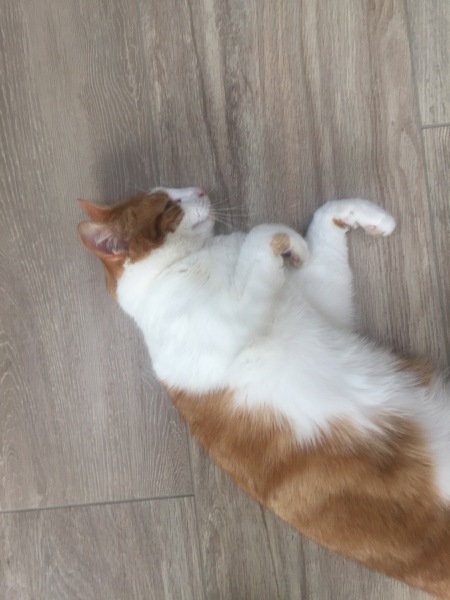 Please can I see your orange cats?