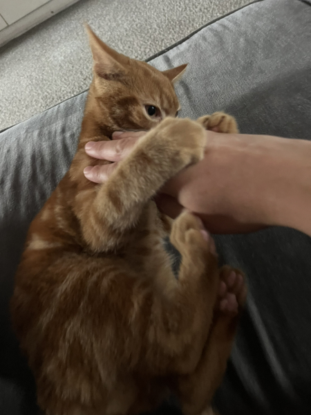 Kitten not eating