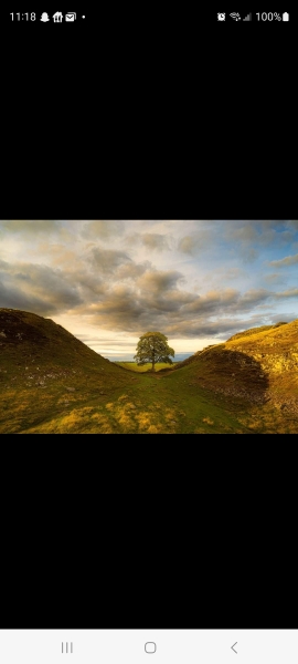 Sycamore Gap - tree has been felled!