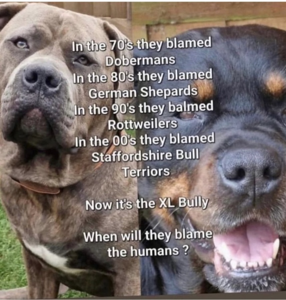 Another dog attack, man killed, can this just go on?