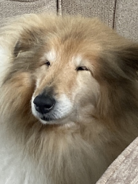 To start a positive dog thread