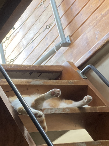 Please can I see your orange cats?