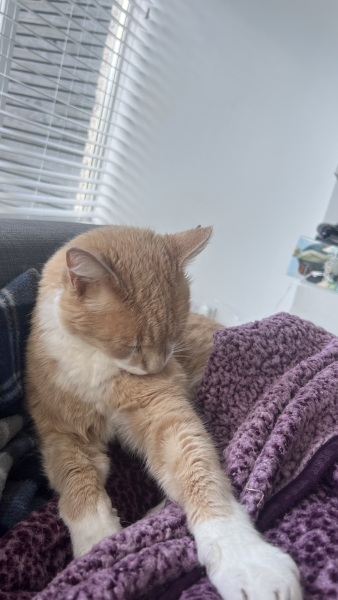 Please can I see your orange cats?