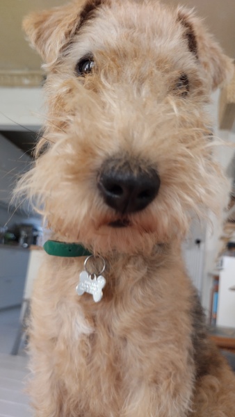 To start a positive dog thread