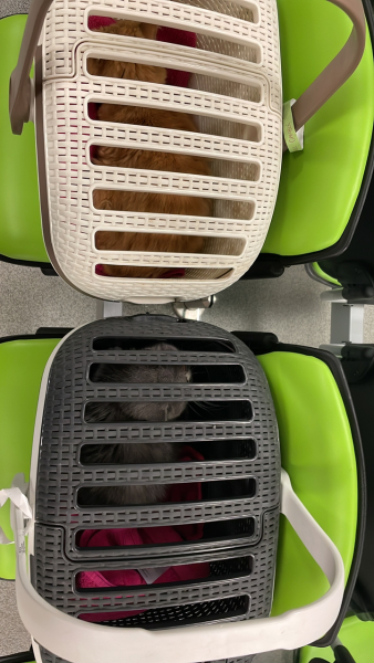 Potential new inmate at Toddler Towers.