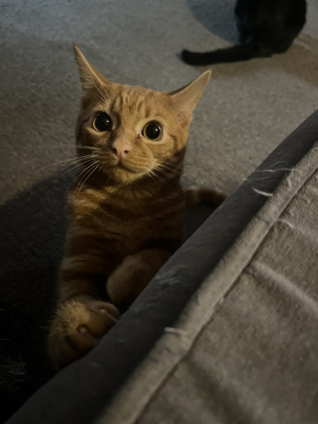 I wasn't expecting kittens to beg!