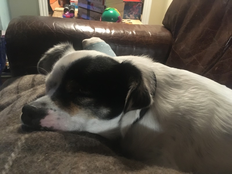 If you meet a little white terrier with a cute black marking over one eye ....