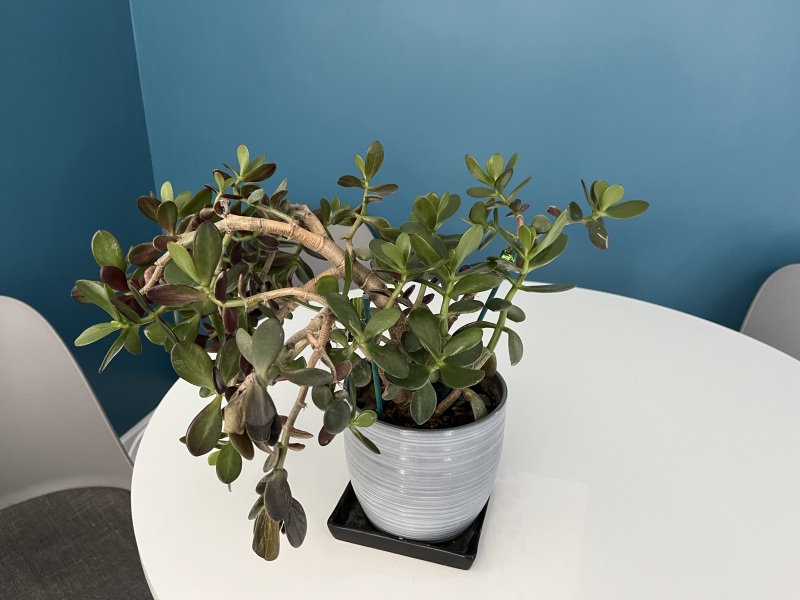 Houseplant floppy, how do I get it to strengthen up please