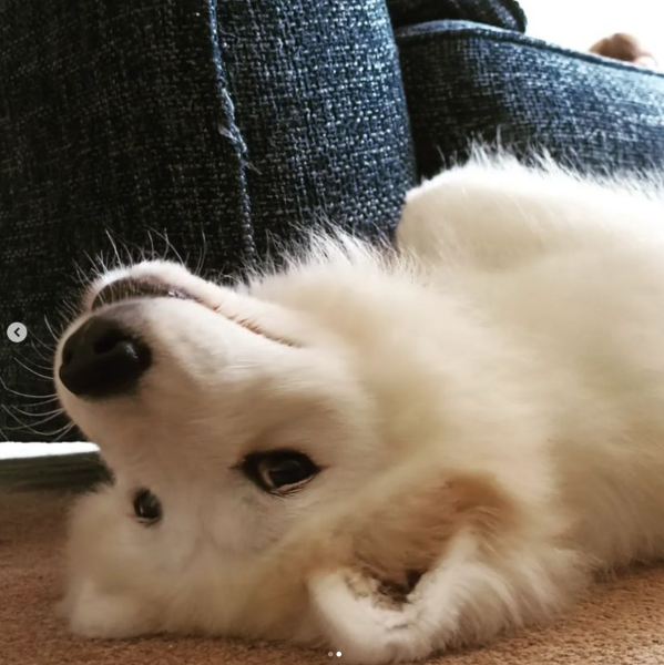 Puppy survival thread part 2