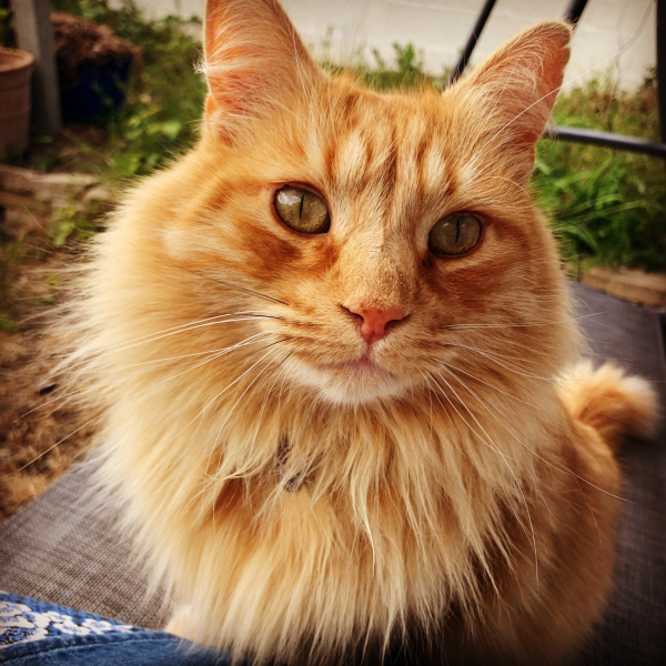 Please can I see your orange cats?