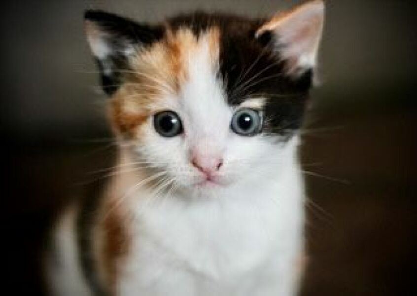 New Kitten advice