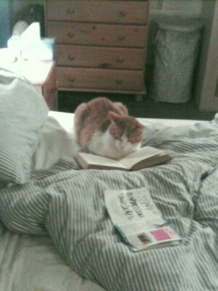 Further Adventures of the Excellent Cats