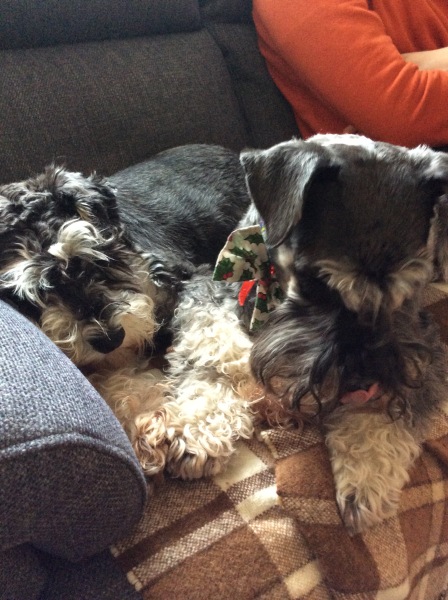 Has anyone decided that dogs aren't allowed on couches now? And succeeded?