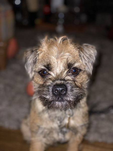 Please tell me about your Border Terriers